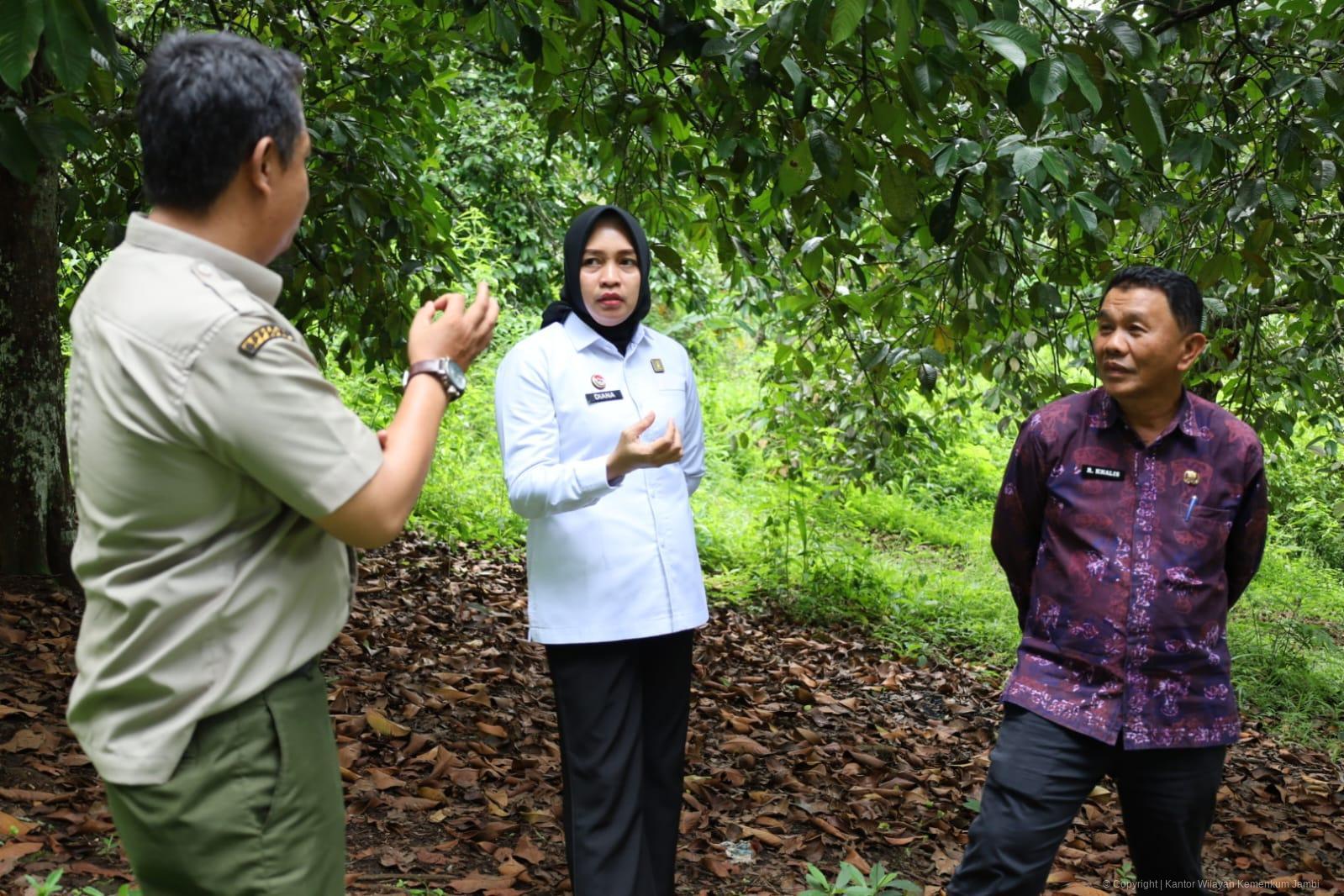 mpig_manggis_kerinci_3.jpeg